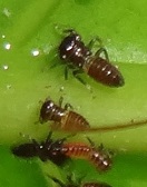 Hopper nymphs photo